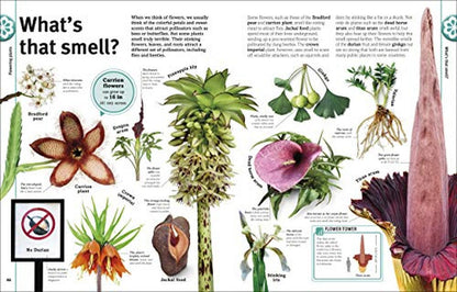 Trees, Leaves, Flowers and Seeds: A Visual Encyclopedia of the Plant Kingdom (DK Our World in Pictur