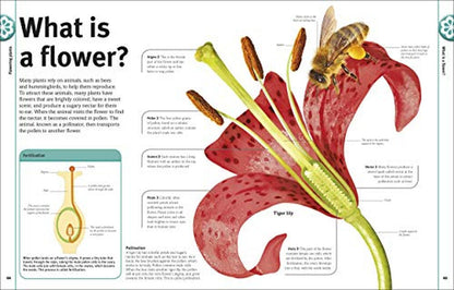 Trees, Leaves, Flowers and Seeds: A Visual Encyclopedia of the Plant Kingdom (DK Our World in Pictur