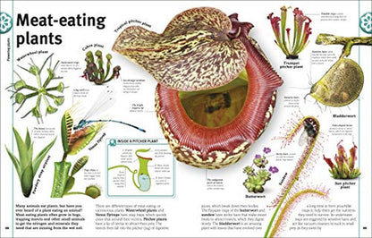 Trees, Leaves, Flowers and Seeds: A Visual Encyclopedia of the Plant Kingdom (DK Our World in Pictur