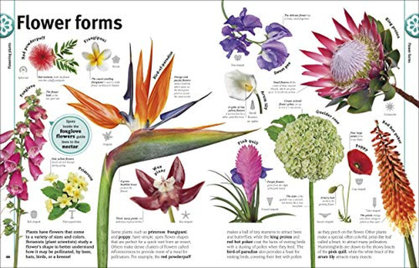 Trees, Leaves, Flowers and Seeds: A Visual Encyclopedia of the Plant Kingdom (DK Our World in Pictur